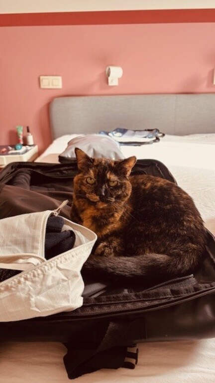 Jackie gaat graag eens buiten maar houdt van lekker soezen in haar mandje. Ze krijgt graag 1 -2 keer per dag wat natvoer.