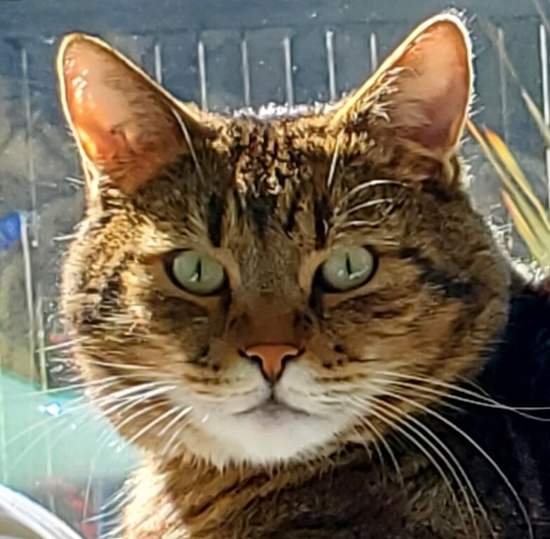 Our 10 yr old cat, Navin.  