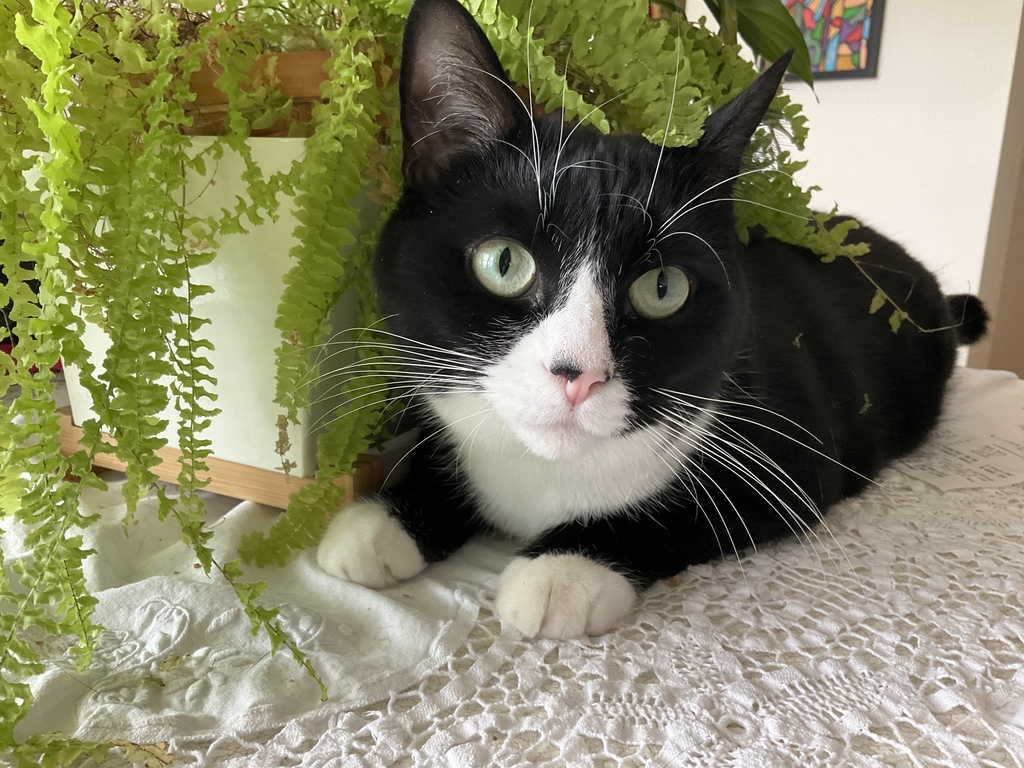 Mitaine, 5 ans, qui peut aller en pension si vous préférez ne pas partager l’appartement avec elle