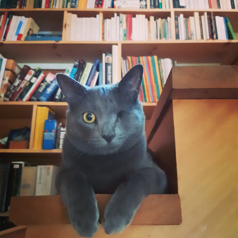 Voici Vendredi, notre chat borgne! Super sociable et affectueux. 