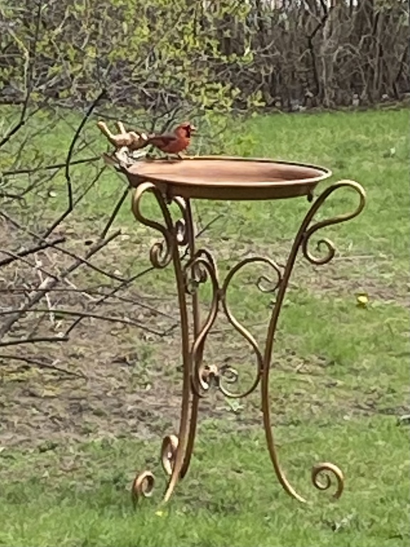 Our birdbath is very popular with our feathered friends 