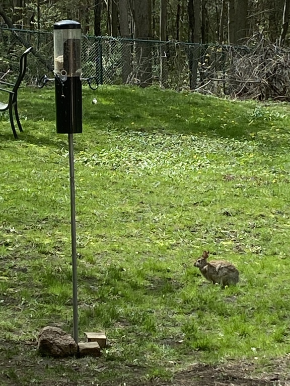 We have wild rabbits in the neighbourhood 