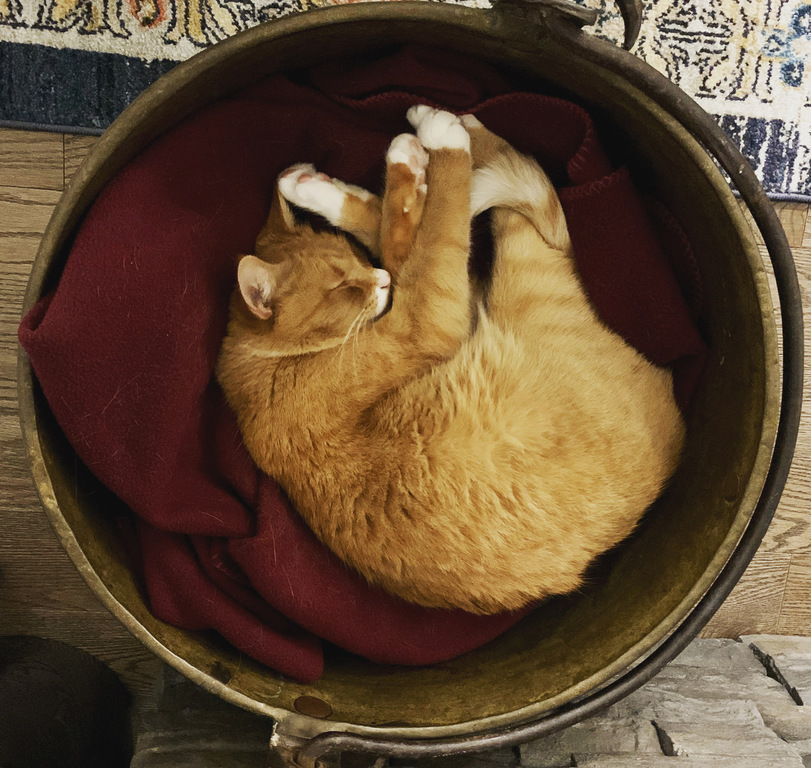 Charlies favourite place to sleep