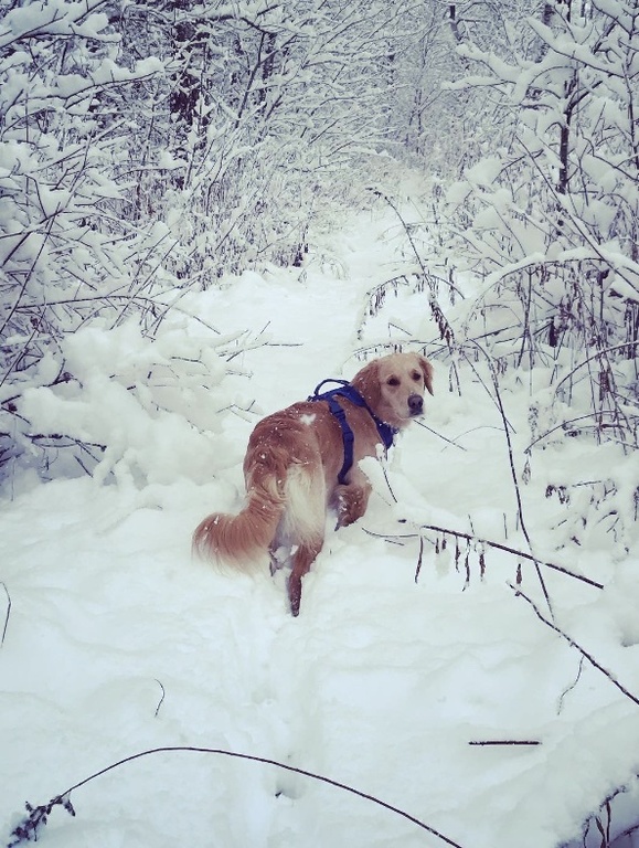 Winter hiking with Nell