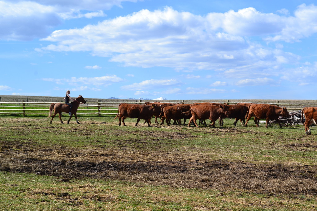 Experience horseback riding and ranching in Alberta