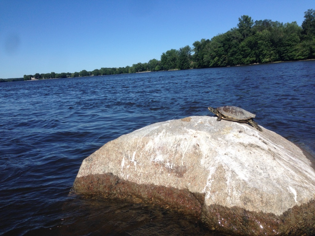 Wildlife on the river