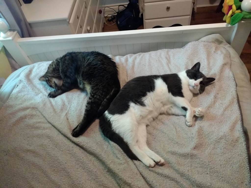 Our beloved furry friends