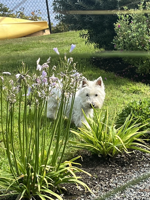 Penny the wee white Westie