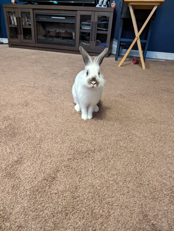 Stella- the bunny