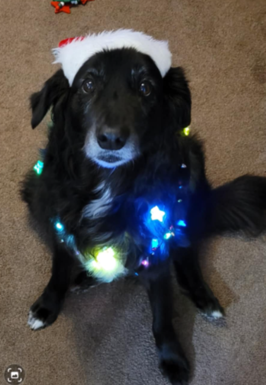 Feona- our loveable dog