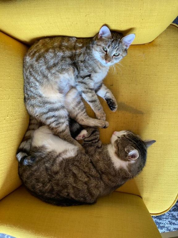 Our cats Miki and Chili