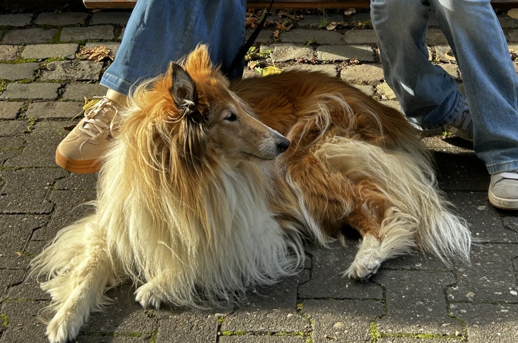 Unsere Hündin Farina