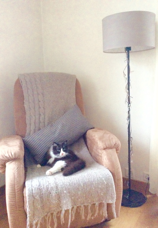 Unsere Katze  Our cat Knirps