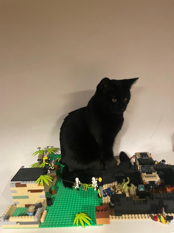 our cat "Tiger" is also part of the family