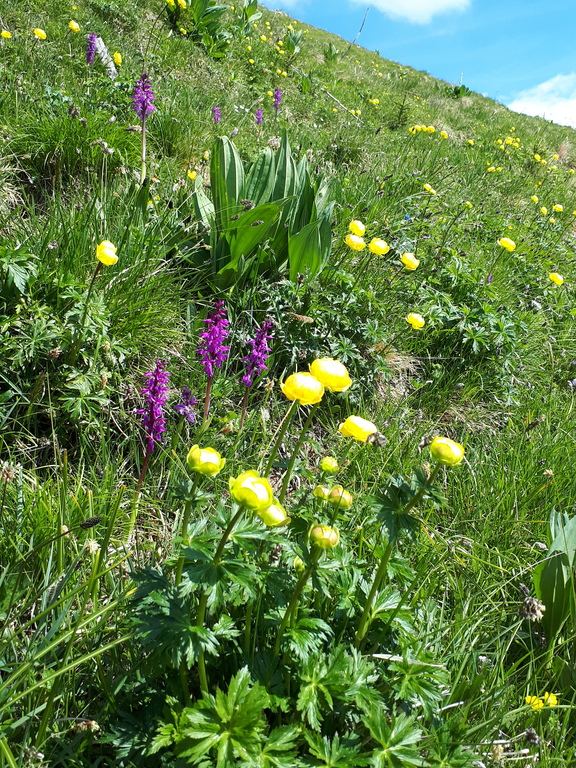 Landschaften voller farbiger Blumen tun der Seele gut