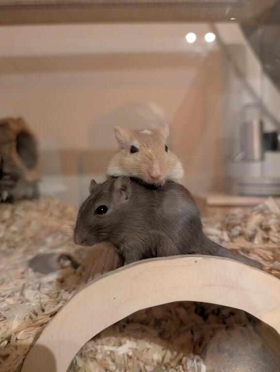 Our gerbils Filly & Eos 