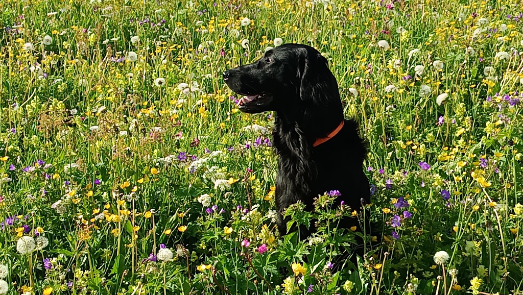 Ich bin der ständige Begleiter von Anneliese und Sigi. Mein artiges Benehmen ermöglicht mir, fast überall dabei zu sein.