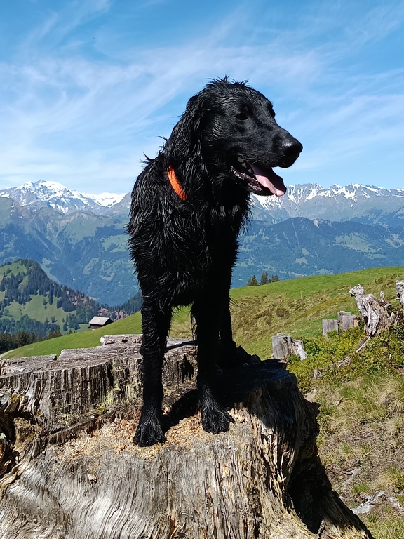 Ich bin Caro, wohlerzogen und darf deshalb Frauchen und Herrchen immer begleiten. 