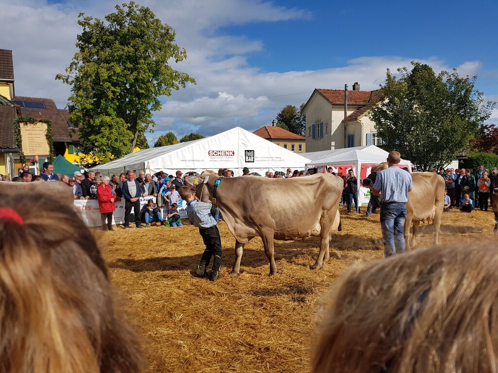 Unsere Umgebung ist ländlich geprägt - hier die Jährliche Viehschau im Oktober