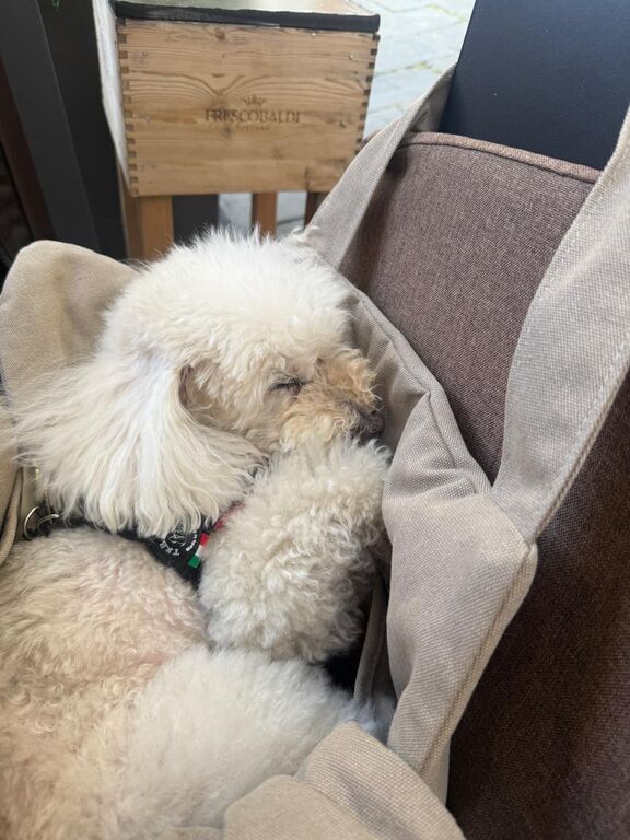 Nelly in her bag.
