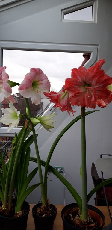 Meine Amaryllis im 5. Jahr