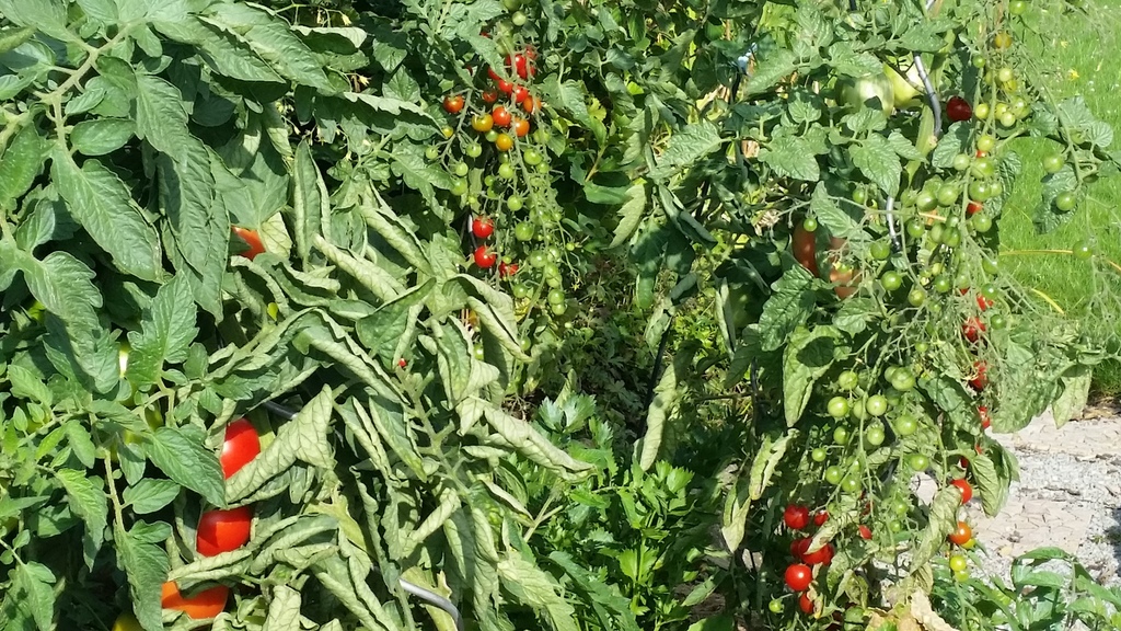 verschiedene Arten von Tomaten - und jedes Jahr verschiedenes anderes Gemüse