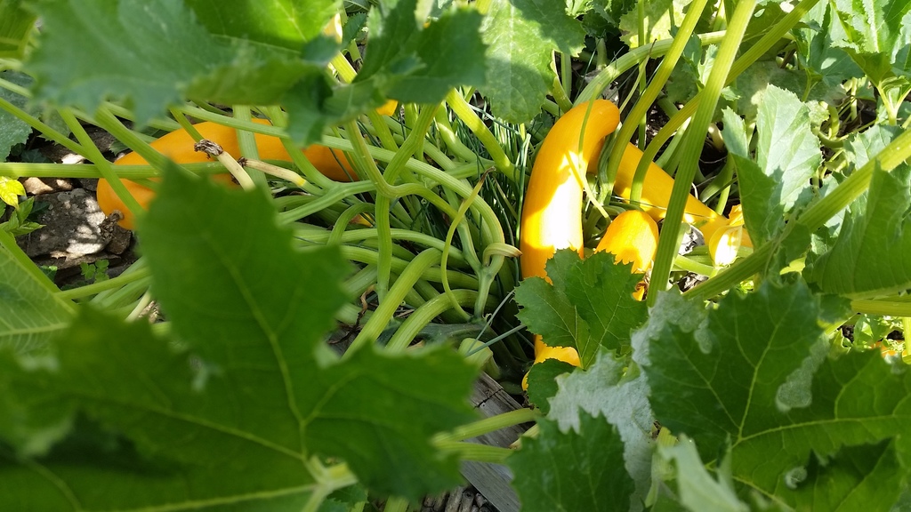 In unserem Garten wächst viel Gemüse - hier Zucchini