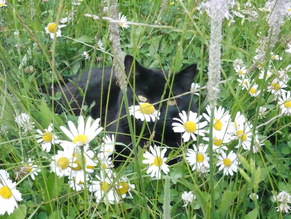 Filou knows all the best spots in the garden