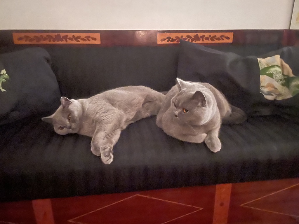 Billy and Tara chilling - their favorite occupation.
