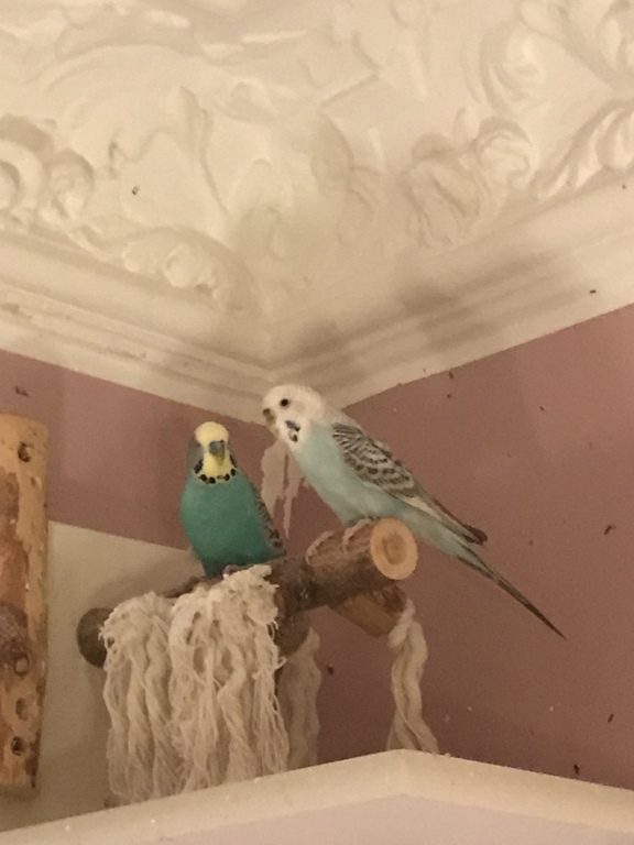 Luna & Blue! They are living in the kitchen and have to be feeded....