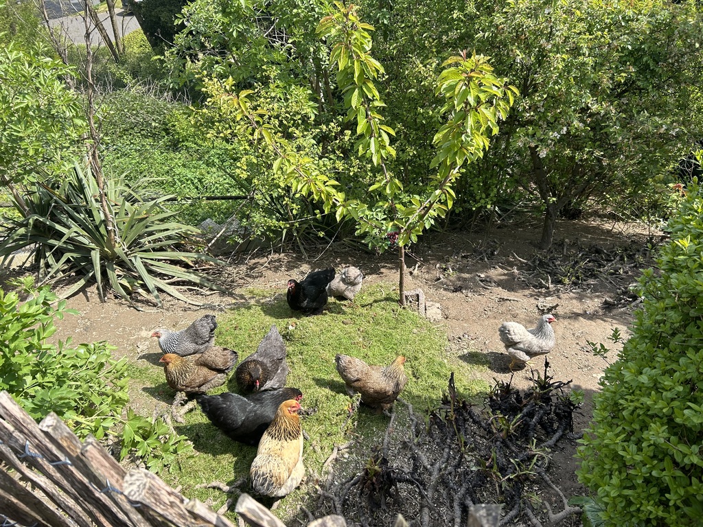 Our chickens
