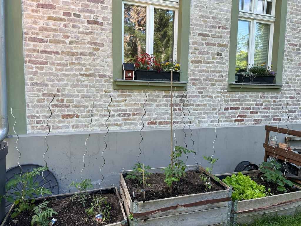 we love to plant salad and tomatoes