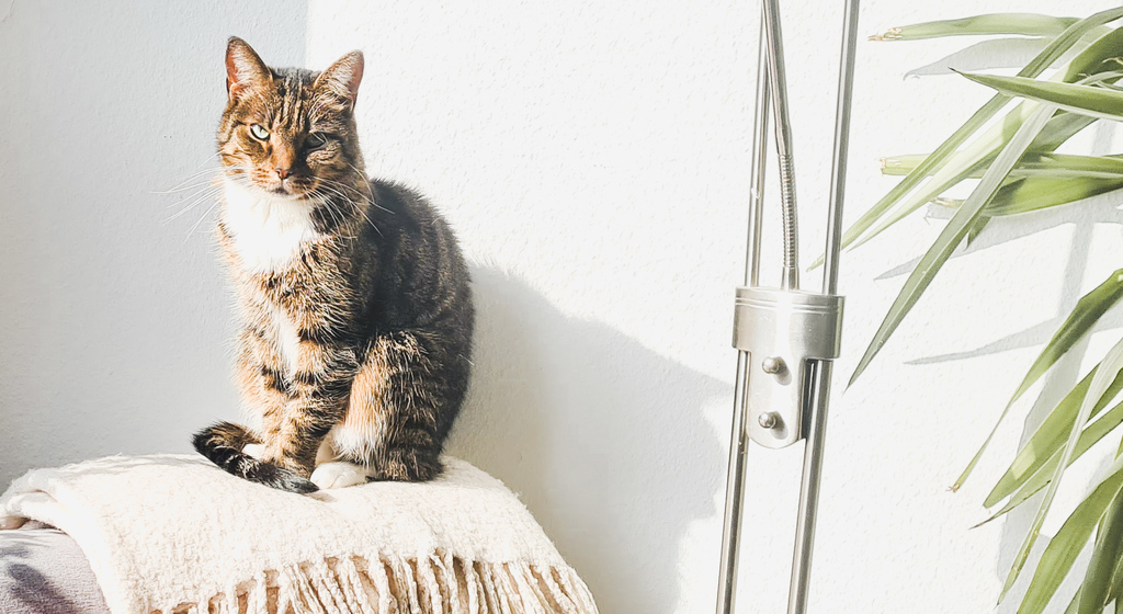 Our Luna - a very calm cat which is part of our family since 2014 :)