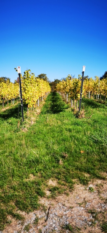 Unser Haus liegt am Fuße der Weinberge. Ideal zum Wandern.