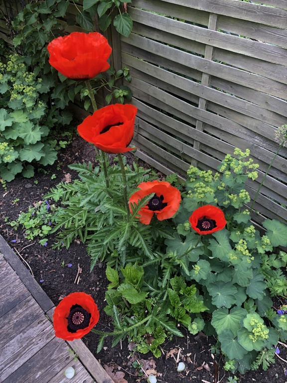 Our garden in Herlev