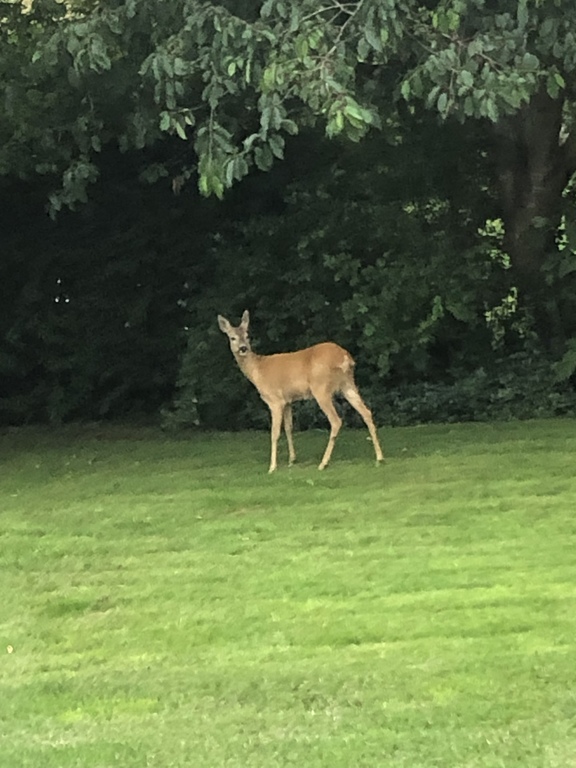 Deer in the garden 