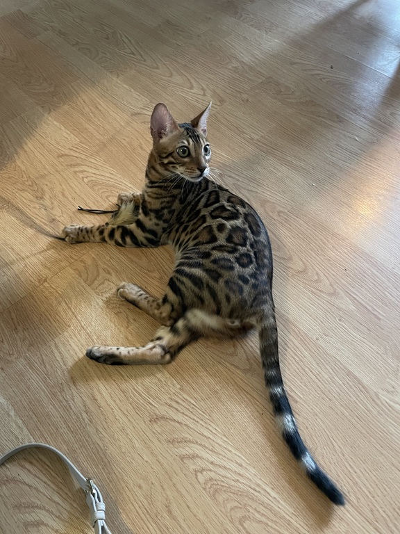 Our cat Verstappen (nickname Stappe)