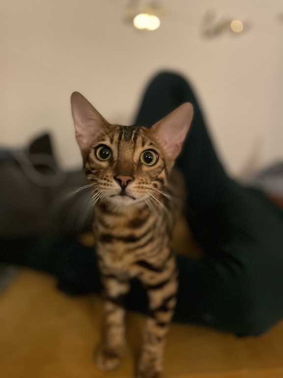 Our cat Verstappen (nickname Stappe)