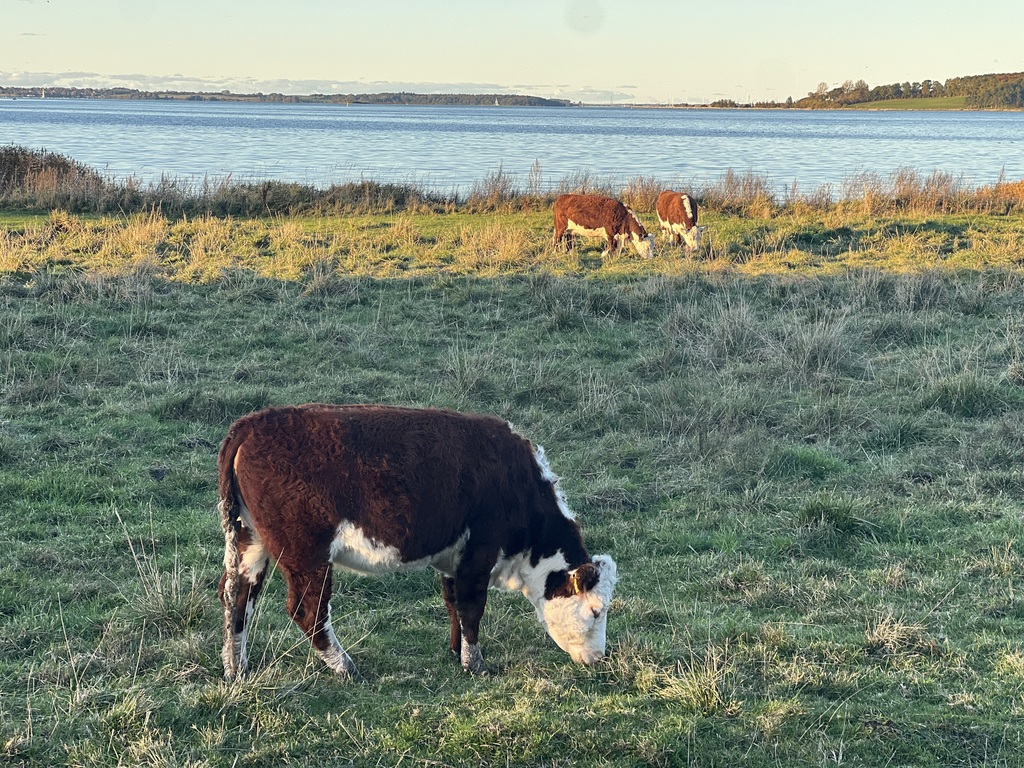 Nice nature around Roskilde 