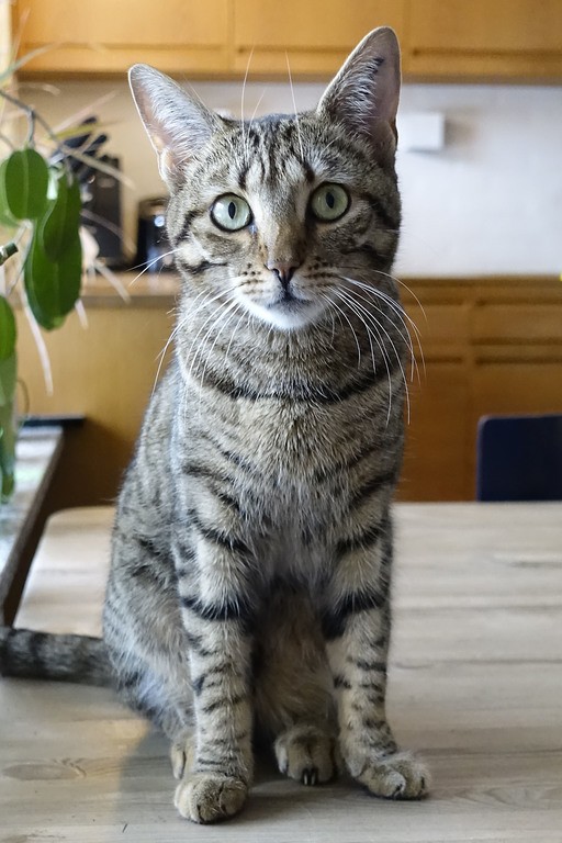 Mamie (Trille's daugther)