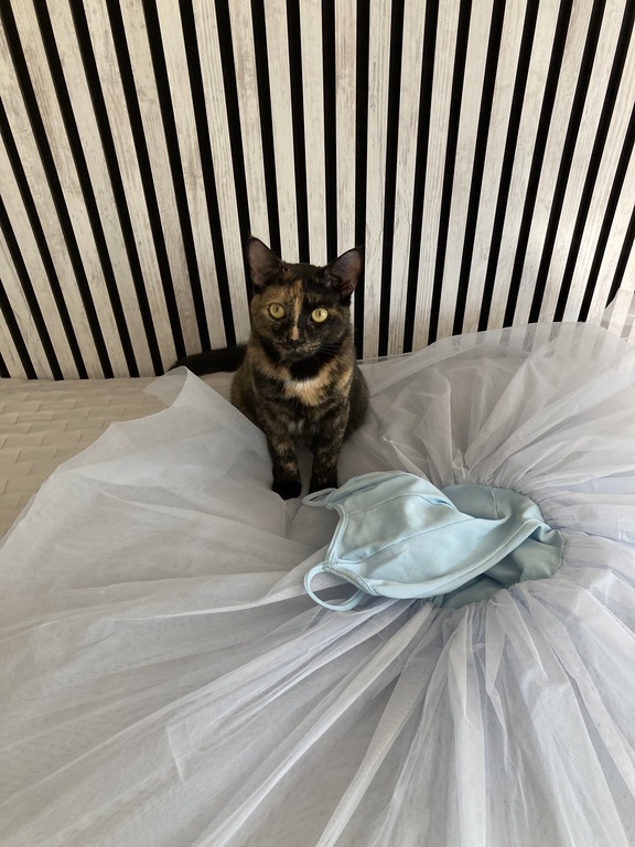 The newest family member, from Denmark. She was a lost kitten on the road. She is a tough lady, full of love and very gratefull.