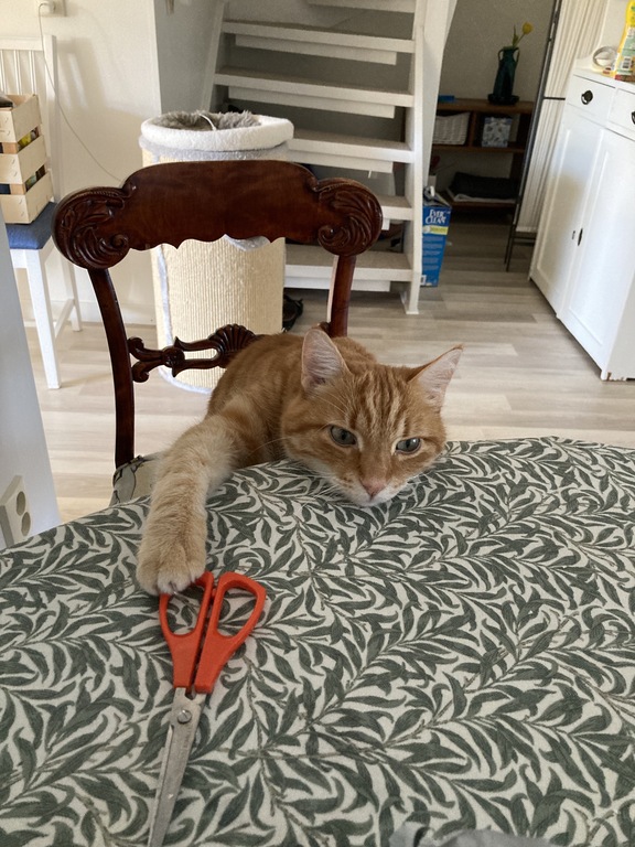The old man of the house. Say the word "food" and you have a friend.