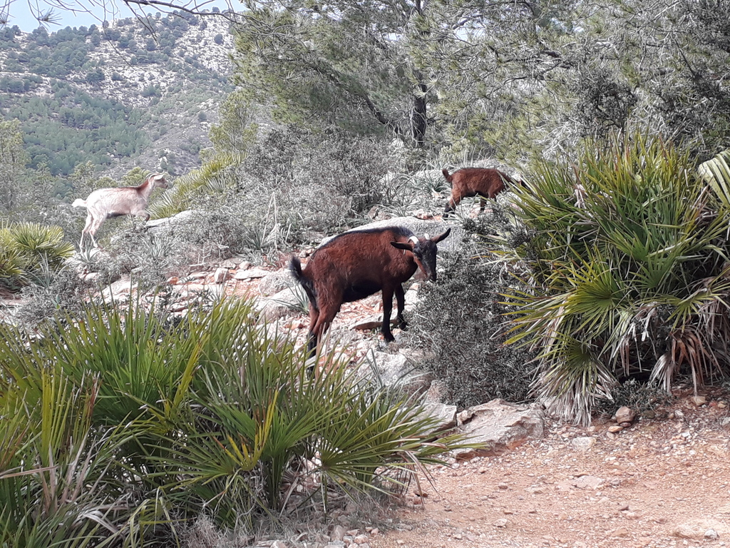 An encounter with mountain goats on a walk