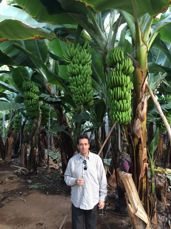 Gáldar: Juan in our banana plantation