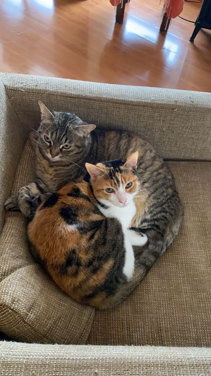 Our cats: Wendy y Dori