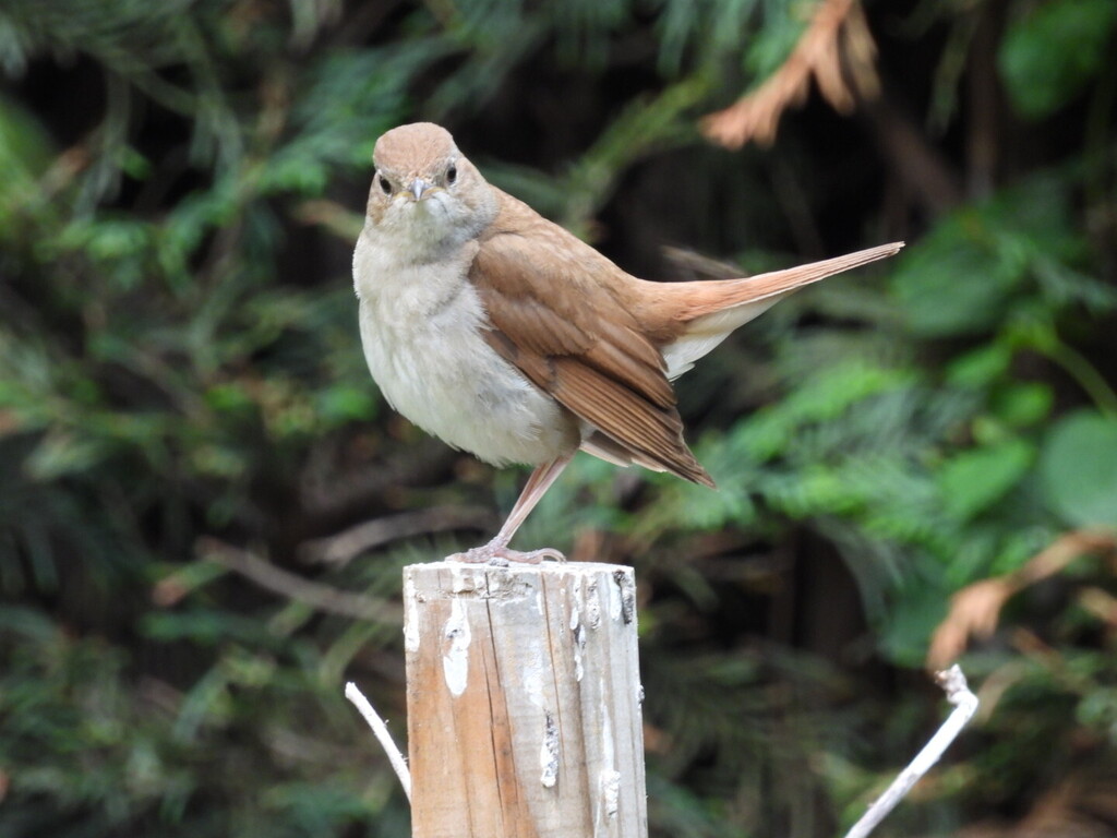 More than 10 different birds in the garden