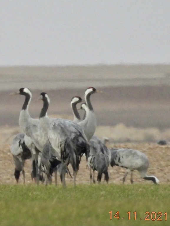 Birdwatching in Azud de Riolobos or Villafafila