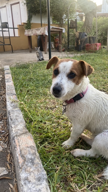 Our dog, “Pipa”.  Very nice and obedient. We always travel with her, and she's very well-behaved. She has no problem being alone