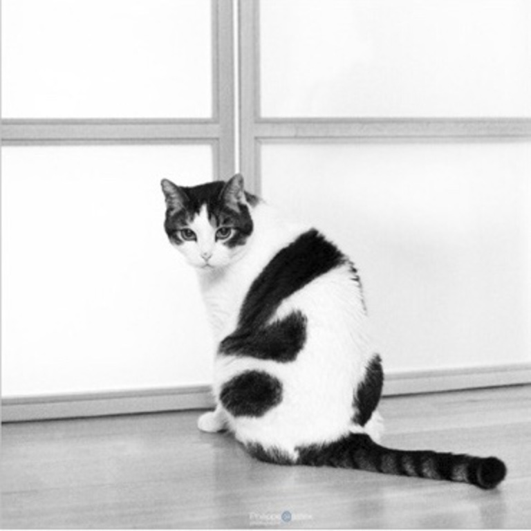 Tico, nuestro gato. Foto de Philippe Castex