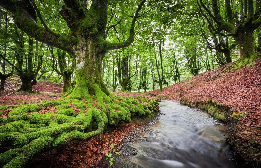 Adarra mountain (20min car)  Tipical trees of Basque Country